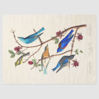 Papel de seda de aves Audobon