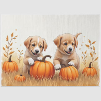 Papel de seda de cachorros en campo de calabaza
