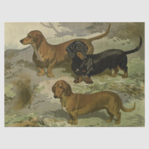 Papel de seda de Dachshunds vintage