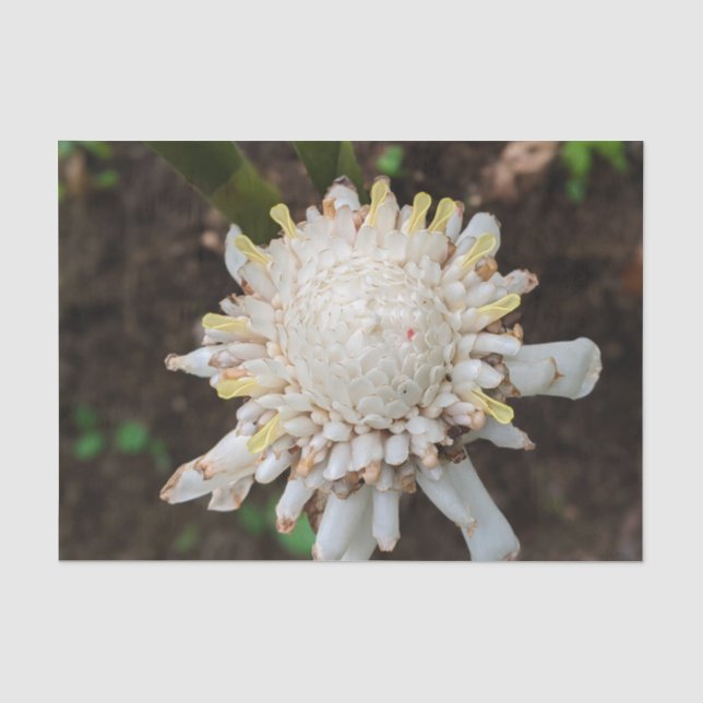 Papel de seda de flor de jengibre antorcha blanca  (Anverso)