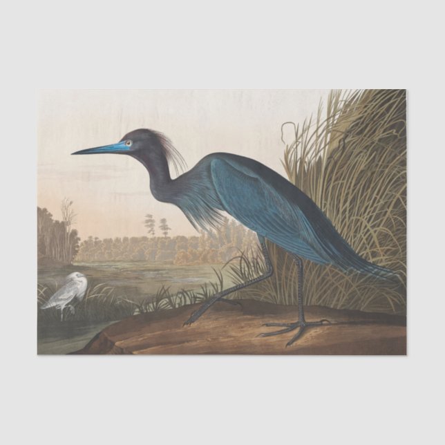Papel de seda de garza azul costera Audobon (Anverso)