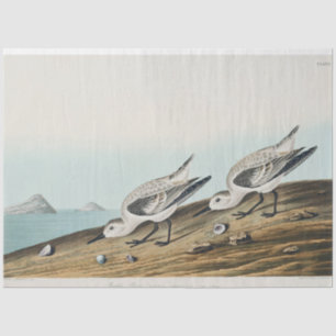papel de seda de gaviotas correlimos costeras de a