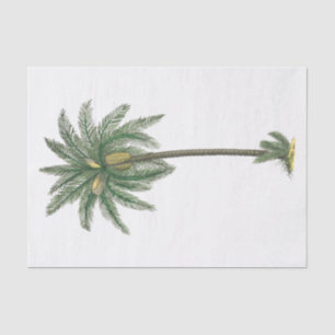 Papel de seda de planta de palma tropical #2