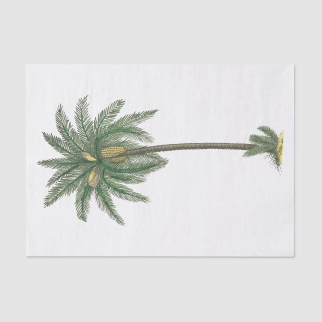 Papel de seda de planta de palma tropical #2 (Anverso)