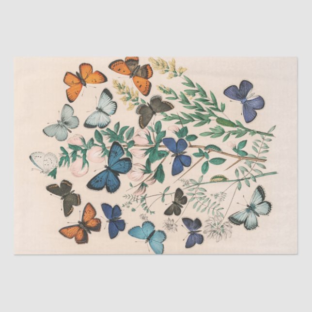Papel De Seda Decoración botánica de mariposas hermosas de época (Anverso)