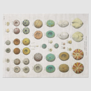 Papel De Seda Decoración de la Vida Marina Científica de la Vint