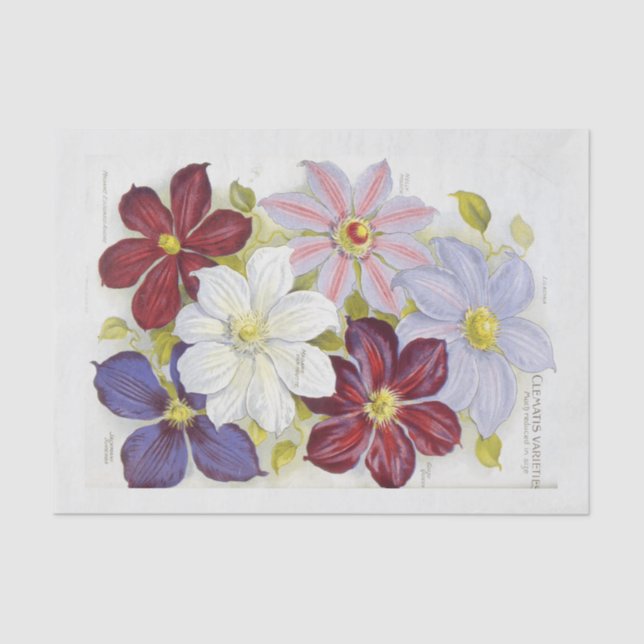 Papel De Seda Decoración inspirada en paquetes de semillas de ép (Anverso)