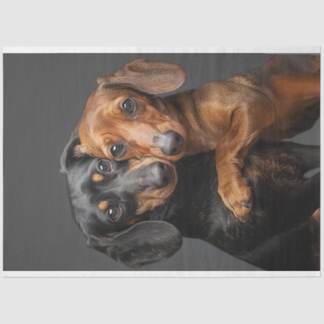 Papel De Seda Decoupage 2 Perros Dachshund Abrazando (Anverso)