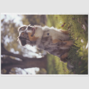 Papel De Seda Decoupage Australian Shepherd Buddy