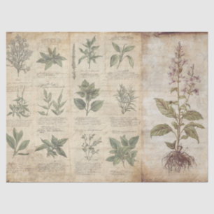 Papel De Seda Decoupage de hierbas botánicas antiguas Cottagecor