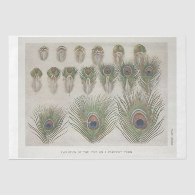 Papel De Seda Decoupage de la pluma de pavo real (Anverso)