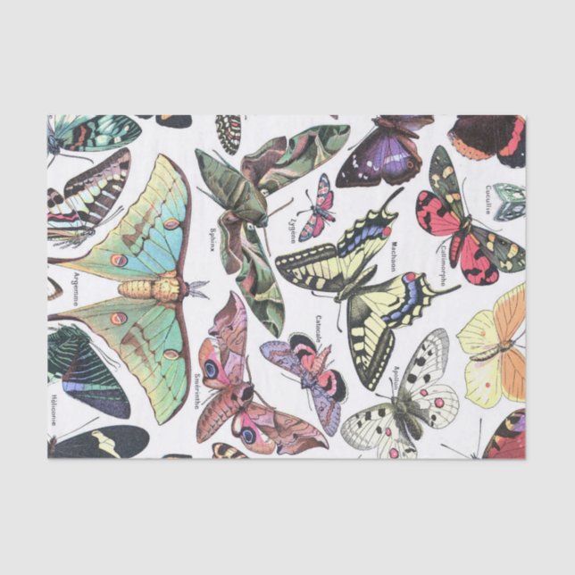 Papel De Seda Decoupage de las especies de mariposas (Anverso)