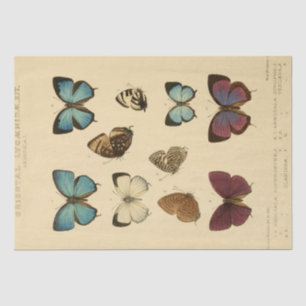 Papel De Seda Decoupage de mariposas azules manuscritas de efemé