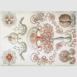 Papel De Seda Decoupage de Sea Anthomedusae Ernst Haeckel