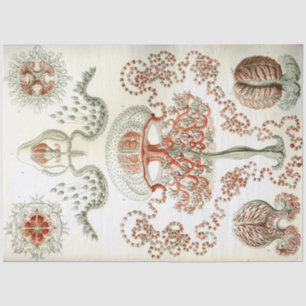 Papel De Seda Decoupage de Sea Anthomedusae Ernst Haeckel