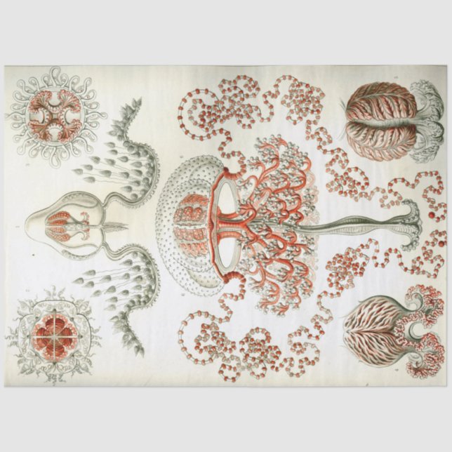 Papel De Seda Decoupage de Sea Anthomedusae Ernst Haeckel (Anverso)