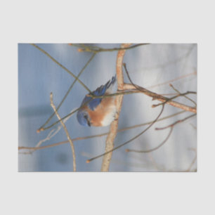 Papel De Seda Decoupage de Winter Bluebird