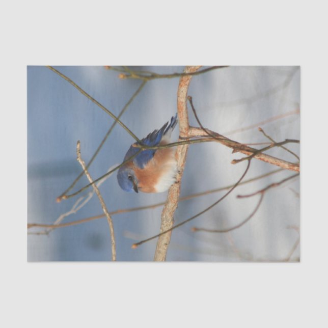 Papel De Seda Decoupage de Winter Bluebird (Anverso)