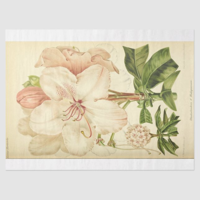 Papel De Seda Decoupage Ephemera floral Rhododendrón blanco rosa (Anverso)