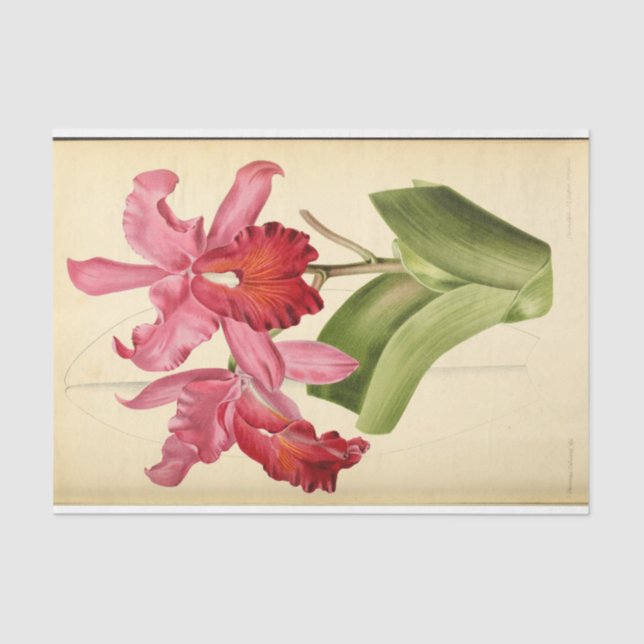 Papel De Seda Decoupage Pink (Anverso)