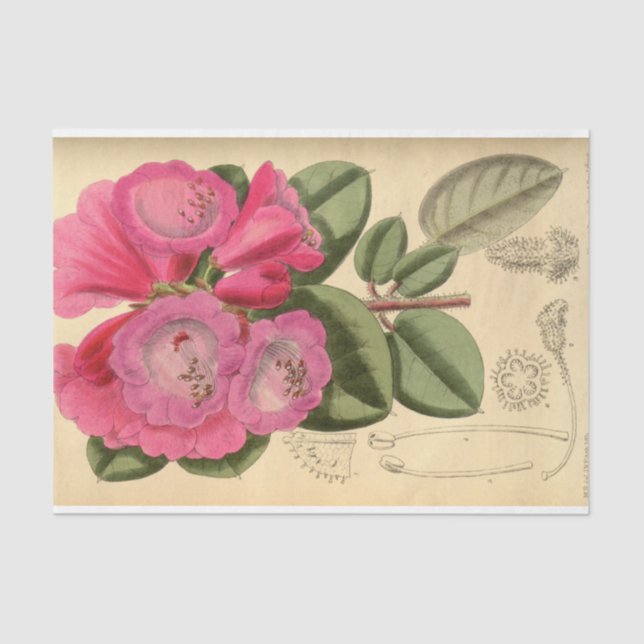 Papel De Seda Decoupage Pink (Anverso)