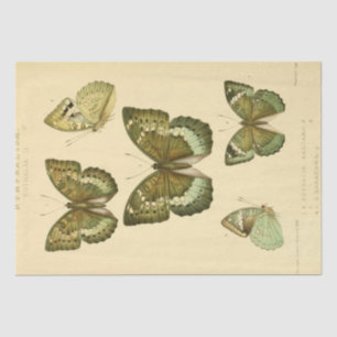 Papel De Seda Decoupagina de mariposa verde manuscrita de época