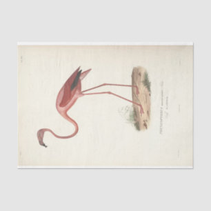 Papel De Seda Decoupaguina Flamingo Ephemera