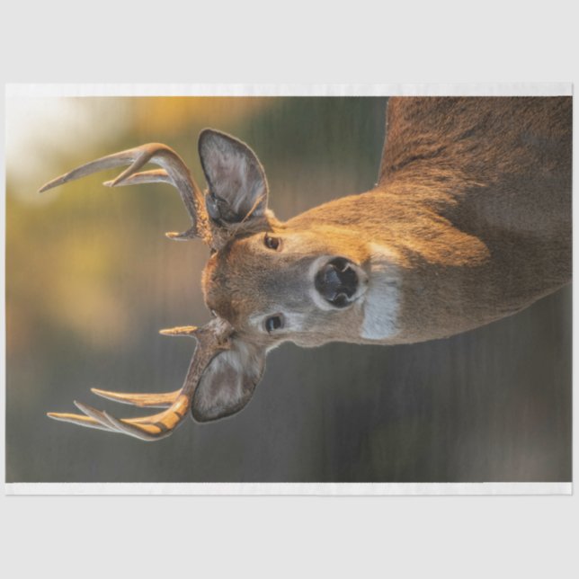 Papel De Seda Deer Face (Anverso)