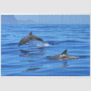 Papel De Seda Delfines felices