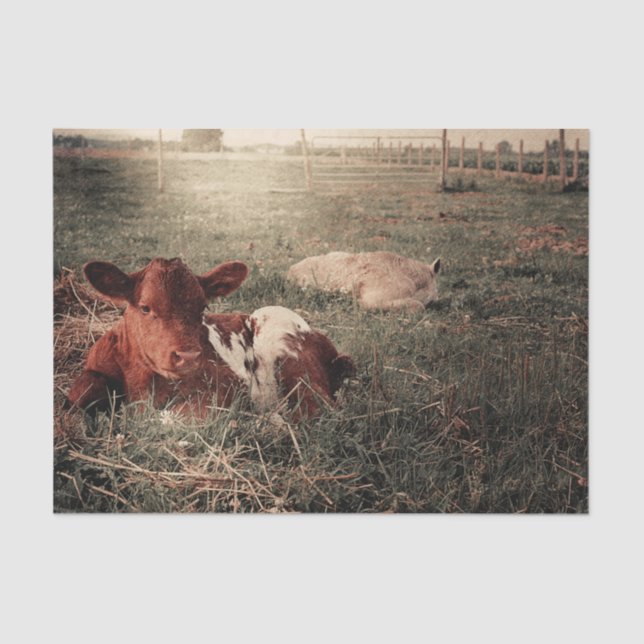 Papel De Seda Desahuciar campo rústico de vaca (Anverso)