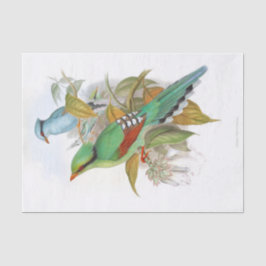 Papel De Seda Desalojo de Cissa Venatoria