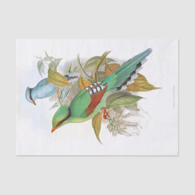 Papel De Seda Desalojo de Cissa Venatoria (Anverso)