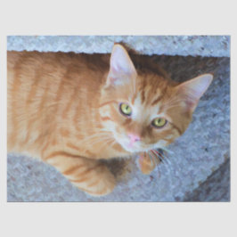 Papel De Seda Descarga de gatos de tabla de Naranja corto