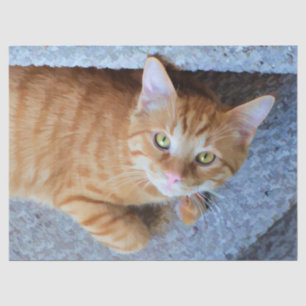 Papel De Seda Descarga de gatos de tabla de Naranja corto