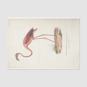 Papel De Seda Descenso de la Ephemera del Ave Flamingo