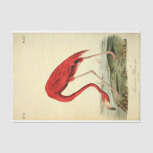 Papel De Seda Descenso de la Ephemera del Ave Flamingo