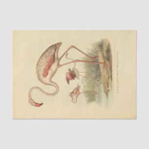 Papel De Seda Descenso del efemera flamengo de pájaro