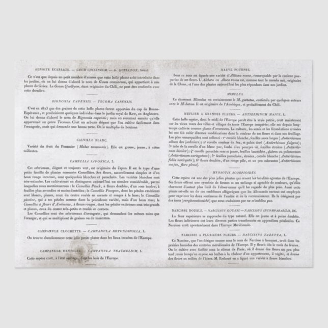 Papel De Seda Descodificación de páginas de libros antiguas fran (Anverso)