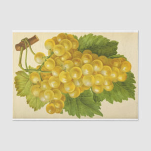 Papel De Seda Descomposición de éfemera de uva blanca