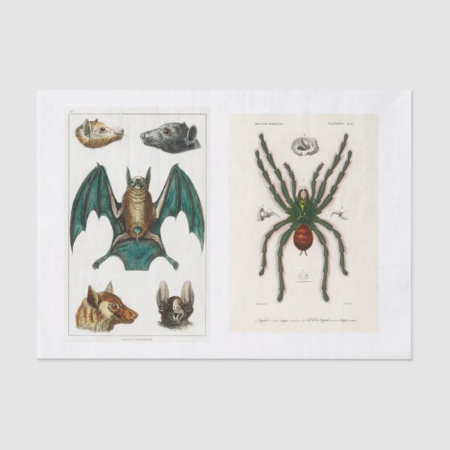 Papel De Seda Descomposición de la colección de Halloween (Anverso)