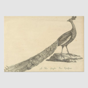 Papel De Seda Desconexión de Ephemera de pavo real