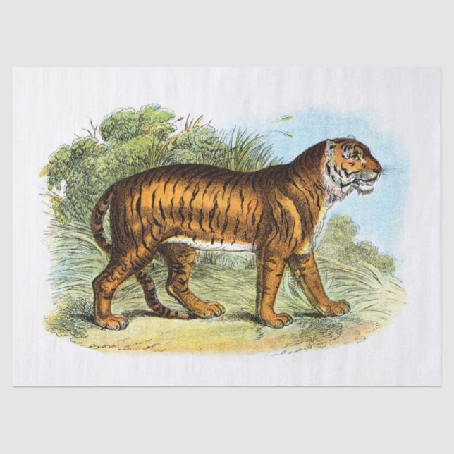 Papel De Seda Desconexión de Ilustracion de tigres de época (Anverso)