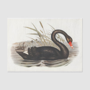 Papel De Seda Desconexión de la cosecha del cisne negro