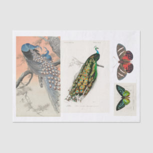 Papel De Seda Desconexión de pavo real y mariposa