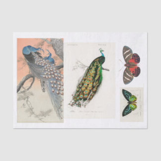 Papel De Seda Desconexión de pavo real y mariposa