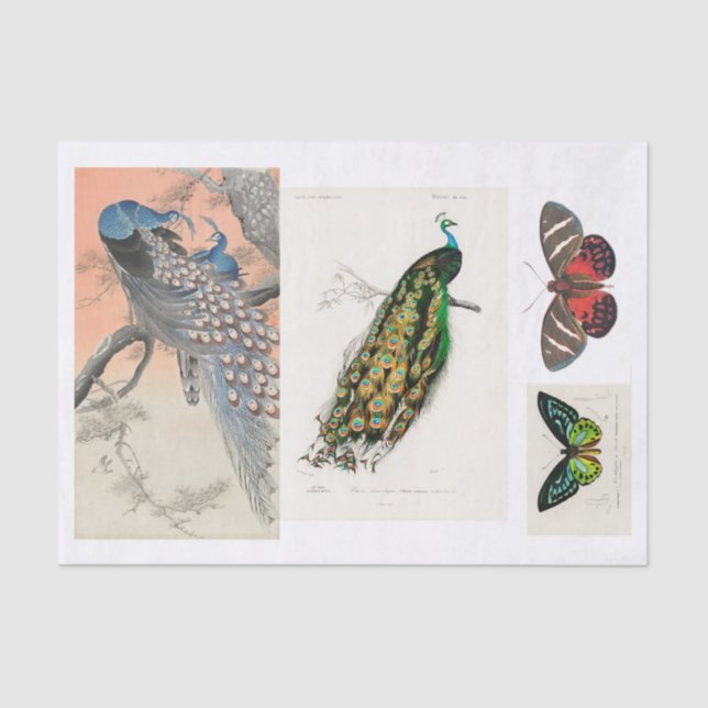 Papel De Seda Desconexión de pavo real y mariposa (Anverso)