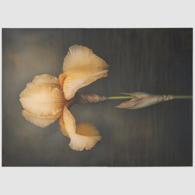 Papel De Seda Desconexión de pintura botánica Iris amarillo (Anverso)