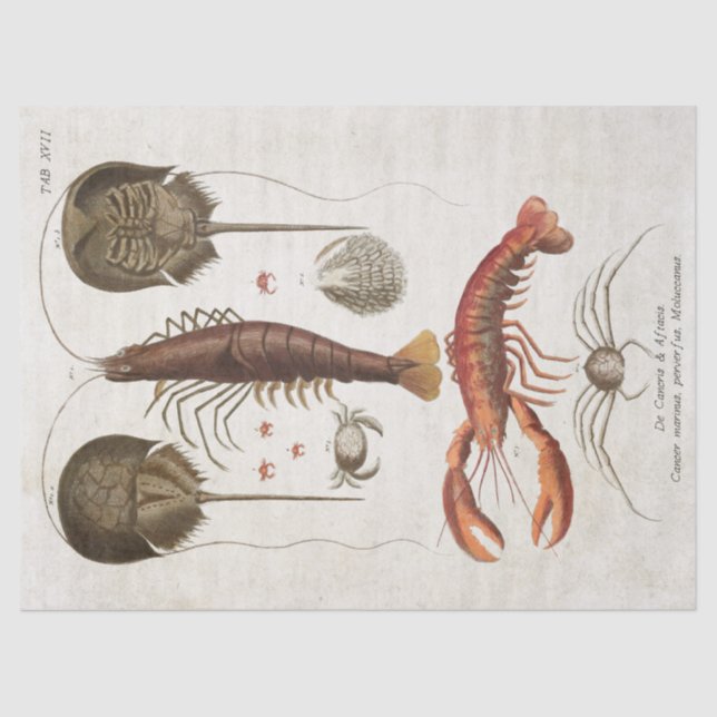 Papel De Seda Desenlace científico de crustáceos de época (Anverso)