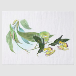 Papel De Seda Desenlace de Bill Hummingbird Vintage Green Sickle