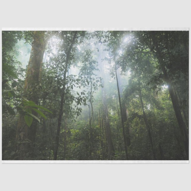 Papel De Seda Desenlace de bosque húmedo (Anverso)